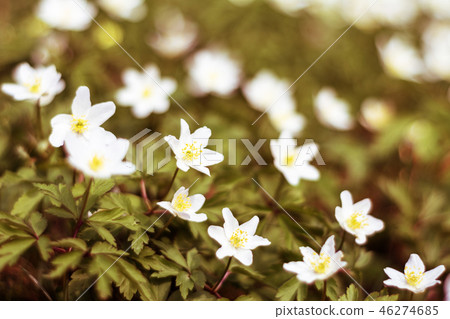 Forest wild white flower anemone on the lawn Forest wild white flower anemone on the lawn 46274685
