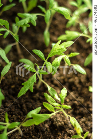 Charming little tomato seedlings on a background of brown soils from black soil Charming little tomato seedlings on a background of brown soils from black soil 46274692