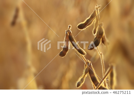 Soy pods on stem in the fields closeup view 46275211