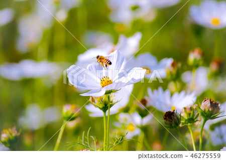 台灣,楊梅,波斯菊,花海,花卉,花季,晴天,秋天 46275559