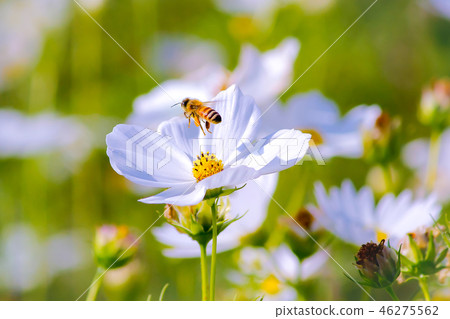 台灣,楊梅,波斯菊,花海,花卉,花季,晴天,秋天 46275562