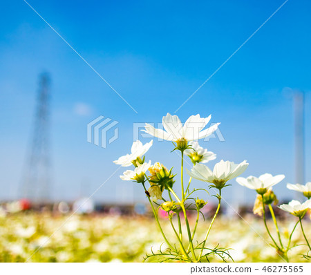 Taiwan, bayberry, cosmos, flower sea, flower, flower season, sunny, autumn Taiwan, bayberry, cosmos, flower sea, flower, flower season, sunny, autumn 46275565