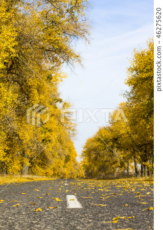 Asphalt road in the autumn forest 46275620
