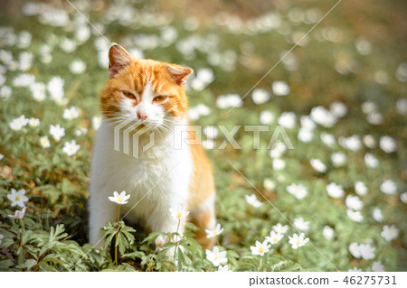Beautiful red cat rests in wild spring flowers Beautiful red cat rests in wild spring flowers 46275731