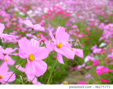 Cosmos blooming all over Cosmos blooming all over 46275773