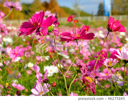 Cosmos blooming all over Cosmos blooming all over 46275845