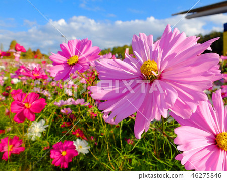 Cosmos blooming all over 46275846