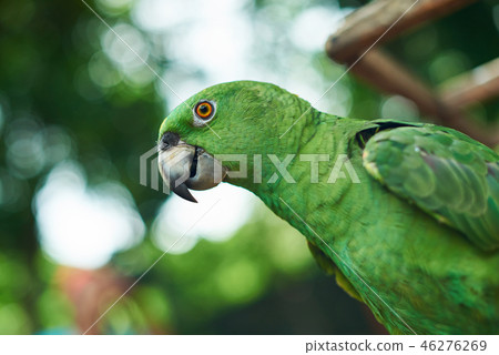 Portrait of parrot in natural background Portrait of parrot in natural background 46276269