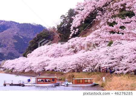 Kaizu Osaki（滋賀縣高島市）櫻花盛開 46276285