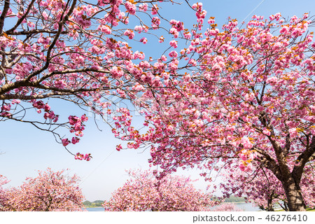 Cherry blossoms of Miyagi Naganuma in full bloom of Mt. Cherry blossoms of Miyagi Naganuma in full bloom of Mt. 46276410