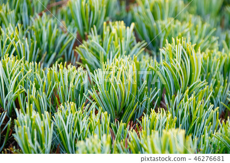 Matsuba up of the five leaf pine Matsuba up of the five leaf pine 46276681