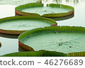 green big victoria waterlily in water 46276689