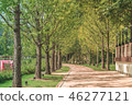 Walk way among tree tunnel at the day  46277121