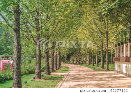 Walk way among tree tunnel at the day  46277121