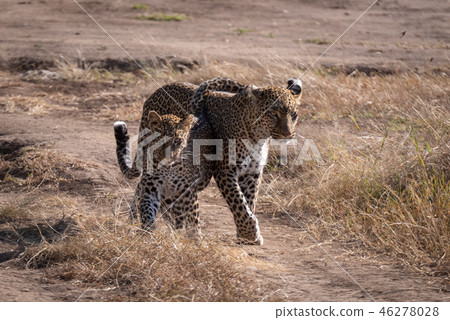 Leopard walks with cub over sandy ground Leopard walks with cub over sandy ground 46278028