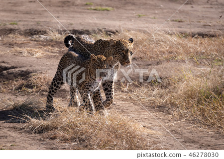 Leopard walks with cub on sandy ground 46278030