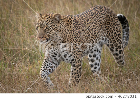 Leopard walks through long grass looking ahead Leopard walks through long grass looking ahead 46278031