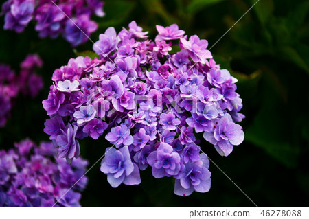 Hydrangea 46278088