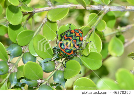 Nishikikin臭蟲和黃楊木 46278293