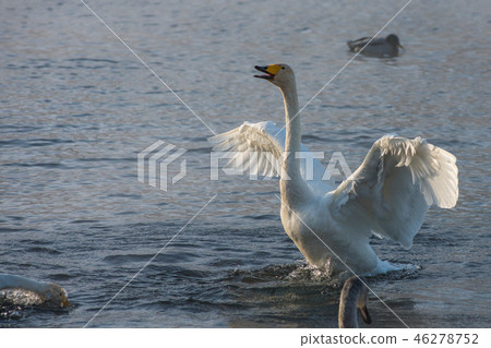 Beautiful white whooping swans 46278752