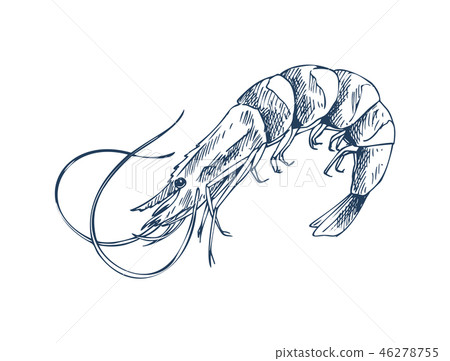 Small Aquatic Creature Shrimp Monochrome Depiction Small Aquatic Creature Shrimp Monochrome Depiction 46278755