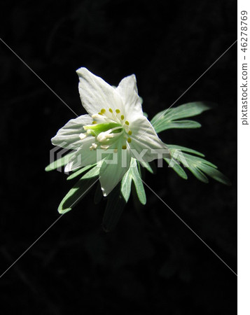 Setsubunsou Setsubunsou 46278769