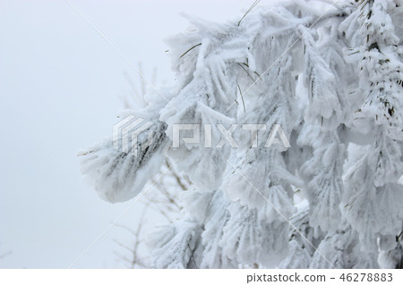 Snow, Mt. Halla, Snow, 46278883