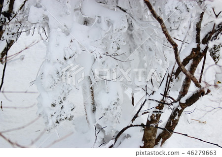 1100高地,濕地,雪,雪,雪, 1100高地,濕地,雪,雪,雪, 46279663