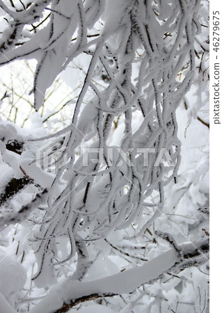 1100 Highland, wetland, snow, snow, snow, 46279675