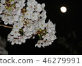 月光之夜櫻花 46279991