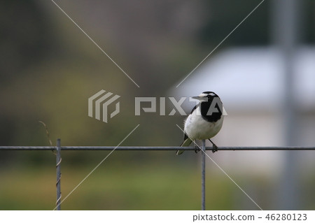 Segurosekirei staying on the wire and looking around Segurosekirei staying on the wire and looking around 46280123