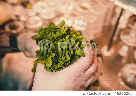 Mans hand keeping bunch of mint, bartender took an ingredient for the preparation of mojitos. Mans hand keeping bunch of mint, bartender took an ingredient for the preparation of mojitos. 46280203