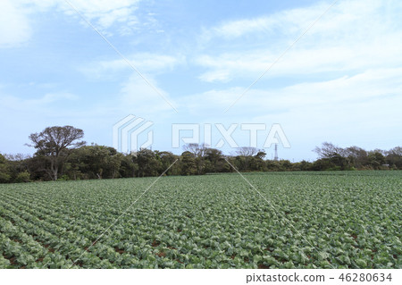 Field Field 46280634