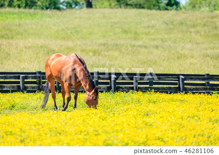 Horse on a pasture 46281106