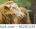 Adult sheep in Thailand. 46281244