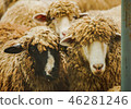 Three sheeps in the farm in Thailand. 46281246