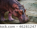 Big Hippopotamus in the zoo in Thailand. 46281247