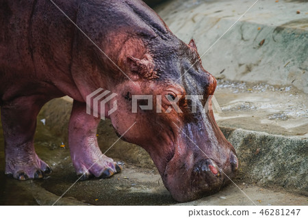 Big Hippopotamus in the zoo in Thailand. 46281247