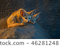 Fennec fox at the zoo in Thailand. 46281248