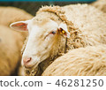 Adult sheep in the farm in the north of Thailand. 46281250