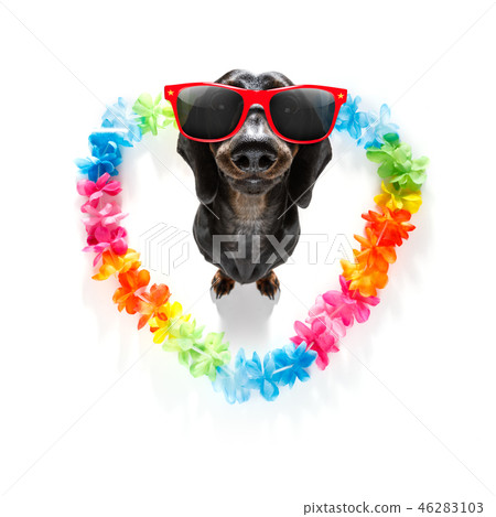 happy valentines dog 46283103