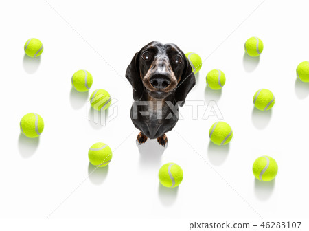 tennis tournament dog tennis tournament dog 46283107