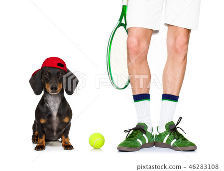 dog tennis ball player dog tennis ball player 46283108