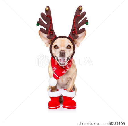 christmas santa claus reindeer dog christmas santa claus reindeer dog 46283109