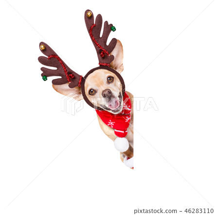 christmas santa claus reindeer dog 46283110