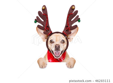 christmas santa claus reindeer dog christmas santa claus reindeer dog 46283111