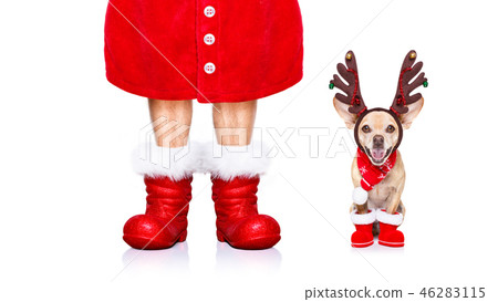 christmas santa claus dog christmas santa claus dog 46283115