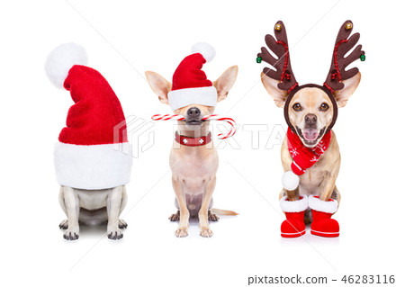 big team row of dogs on christmas holidays big team row of dogs on christmas holidays 46283116