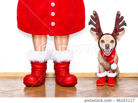 christmas santa claus dog christmas santa claus dog 46283117
