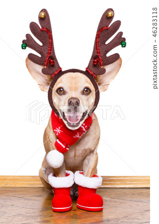 christmas santa claus reindeer dog christmas santa claus reindeer dog 46283118